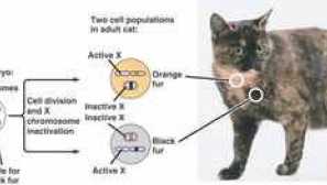 Ak má mačka 38 chromozómov, koľko mačiek má
